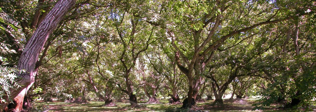 Tesoro Woods Flooring Environmental Issues