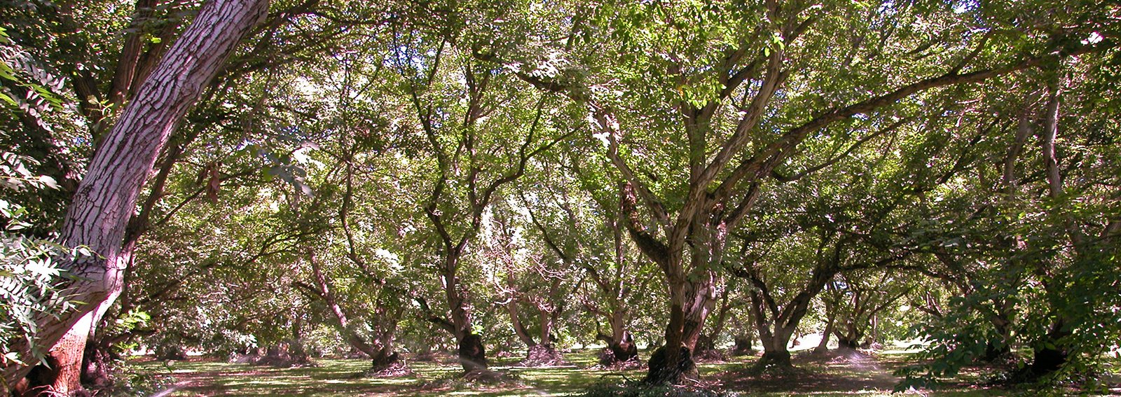 Tesoro Woods Flooring Environmental Issues