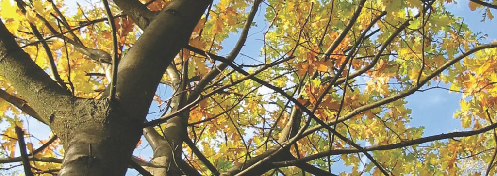 Tesoro Woods Flooring Documents