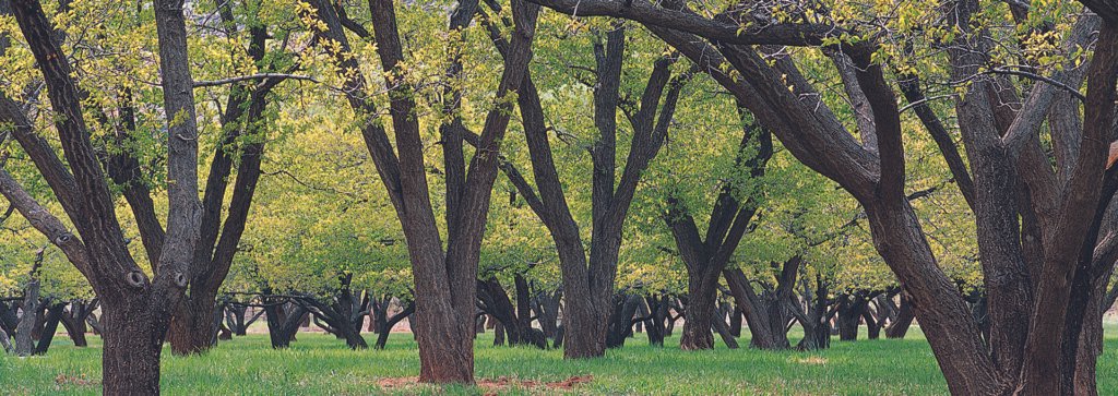 Tesoro Woods Eco-friendly Wood Flooring Frequently Asked Questions