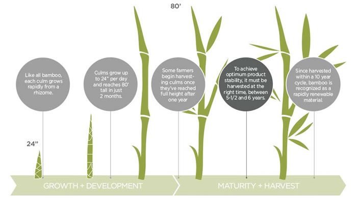 World Bamboo Day 2017 Bamboo Growth Rapidly Renewable