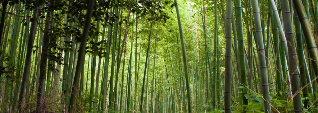 Tesoro Woods - MOSO® Bamboo Indoor Air Quality