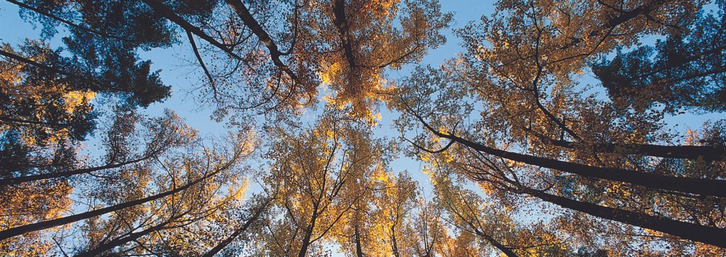 Engineered Wood Flooring Indoor Air Quality